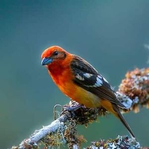 Meet your Posher, Gloria